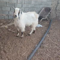 بز نر|حیوانات مزرعه|هامون, |دیوار