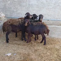 بره ماده قزل افشاری و قره چال|حیوانات مزرعه|قیدار, |دیوار