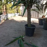 عرضه مستقیم گل و گیاه بیرونی. عمده ای وتکی|خدمات باغبانی و درختکاری|شاهدشهر, |دیوار