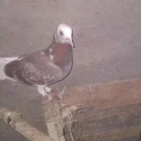 ۲تاکبوترپرشی|پرنده|آشخانه, |دیوار