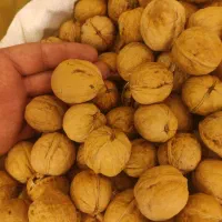 گردو کاغذی نهاوند همدان|خوردنی و آشامیدنی|نجفآباد, جلال آباد|دیوار