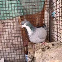 زاغ ریش نرماده