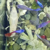 فروش آکواریوم ماهی|ماهی|رشت, معلم|دیوار