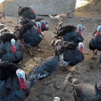 بوقلمون طبیعی|حیوانات مزرعه|مشگین شهر, |دیوار