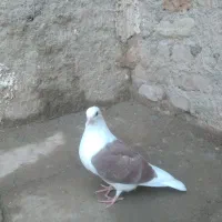 کفتر|پرنده|قزوین, |دیوار