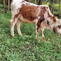 گاو|حیوانات مزرعه|سنگر, |دیوار