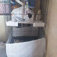 عروس هلندی سخنگو