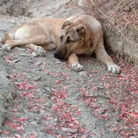 توله سگ سرابی