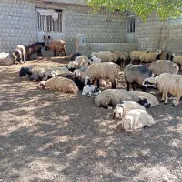 فروش 17راس میش داشتی نژاد ترک|حیوانات مزرعه|سی‌سخت, |دیوار