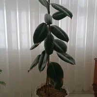 گل طبیعی فیکوس و دیفن