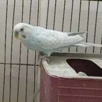 مرغ عشق|پرنده|قم, شهرک امام حسن|دیوار