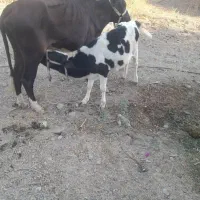 گاو شیری|حیوانات مزرعه|جغین, |دیوار