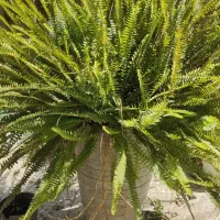 سرخس بسیار بزرگ و مادری