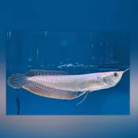 آروانا سیلور