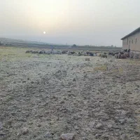 کارگر وارد و کاملا آشنا به کار پرواربندی بره