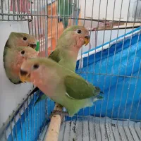 کوتوله برزیلی|پرنده|نجفآباد, سعدی|دیوار