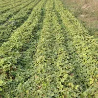 نهال‌توت‌سابرینا‌و‌کاما‌روس