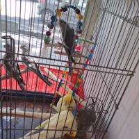 جوجه عروس هلندی