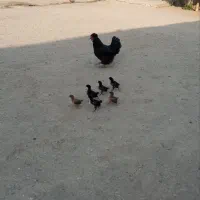 پرندگان