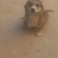 پاکوتا|سگ|شهرکرد, |دیوار