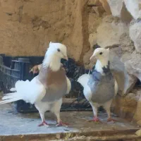 کبوترطوقی|پرنده|لردگان, |دیوار