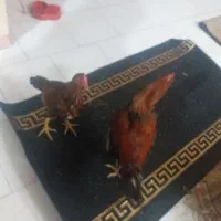 خروس لاری|حیوانات مزرعه|تهران, جوادیه|دیوار