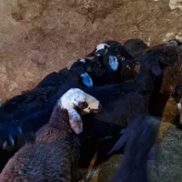 بره نر|حیوانات مزرعه|ماهنشان, |دیوار