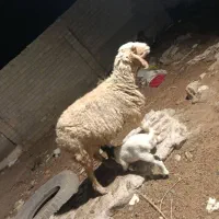 گوسفند با بره نر درجه یک