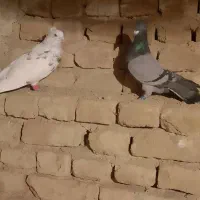 کبوتر یا کفتر