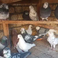 کبوتر پرشی|پرنده|مبارکه, |دیوار