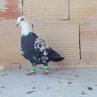 کفتر‌.پرنده