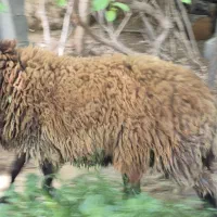 قوچ شال همو هترو گردن لخت