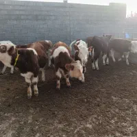 شراکت در پرورش گوساله