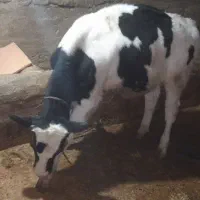 گوساله نر|حیوانات مزرعه|نورآباد, |دیوار