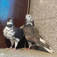 کفتر قاره دم سفید|پرنده|ملایر, |دیوار