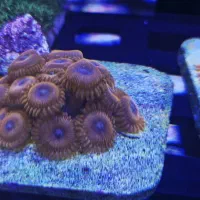 انواع مرجان