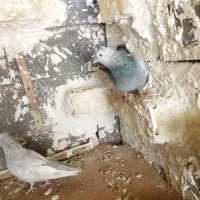 کفتر شهری بهبونی|پرنده|شیراز, شهرک مفتح|دیوار