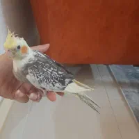 عروس هلندی ابلق رام رام|پرنده|آمل, |دیوار