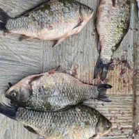 فروش ماهی سیم کپور با زن هر عد ۷۰۰ یا ۸۰۰ گرم