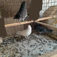 معاوضه کبوتر پرشی با|پرنده|مبارکه, |دیوار