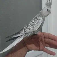 عروس هلندی نر