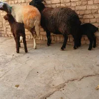 یه جفت میش زاییده(شیشک)بره ها شیرمست درجه ۱|حیوانات مزرعه|داران, |دیوار