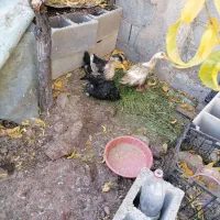 سه تا اردک۳۰۰