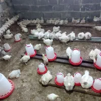 جوجه گوشتی  زنده 40روزه