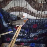 فنچ همراه با جوجه و تخم