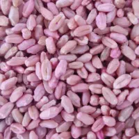انواع گندم بذری بصورت عمده|عمده‌فروشی|اهواز, امانیه|دیوار