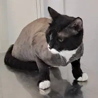 کلینیک حیوانات خانگی درمـان - دامپزشک همه‌روزه|خدمات پیشه و مهارت|تهران, گلستان (شهرک راه آهن)|دیوار