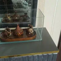 آکواریوم