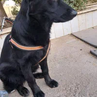 ژرمن بلک|سگ|صباشهر, |دیوار