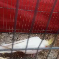 عروس هلندی|پرنده|اهواز, منبع اب|دیوار